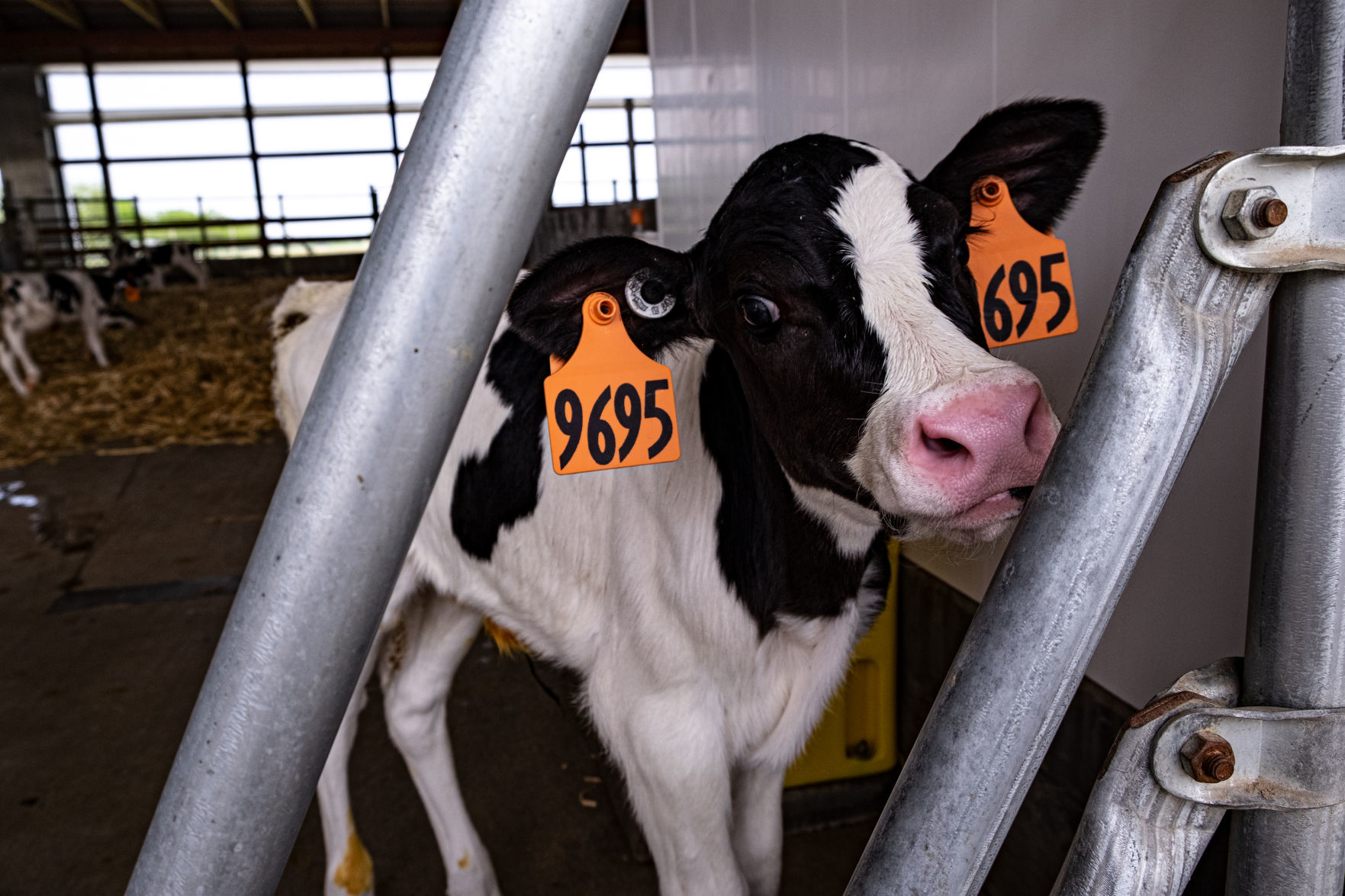 Gar-Lin calf